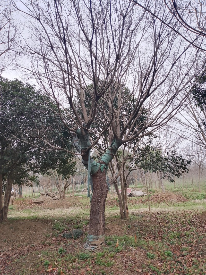 黄栌20公分至30公分，苗圃直销，全国发货