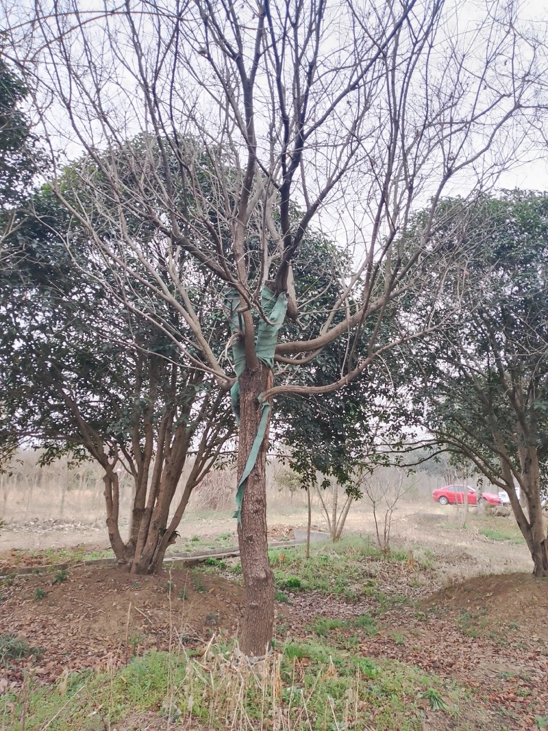 黄栌20公分至30公分，苗圃直销，全国发货