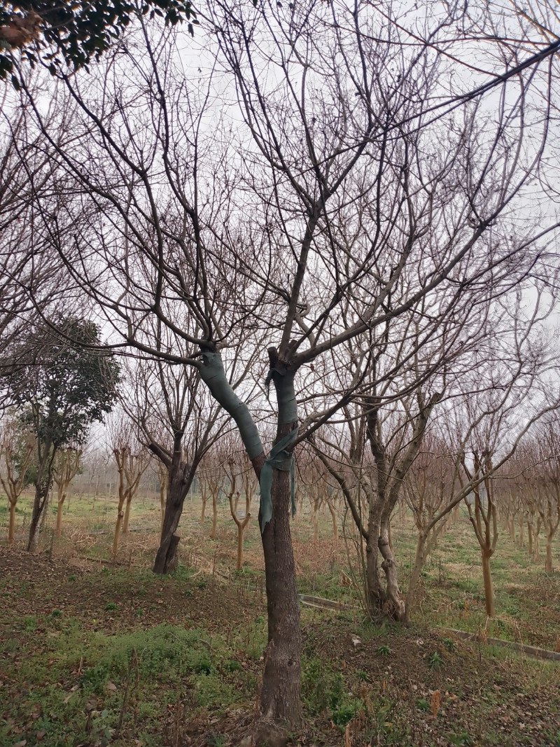 黄栌20公分至30公分，苗圃直销，全国发货