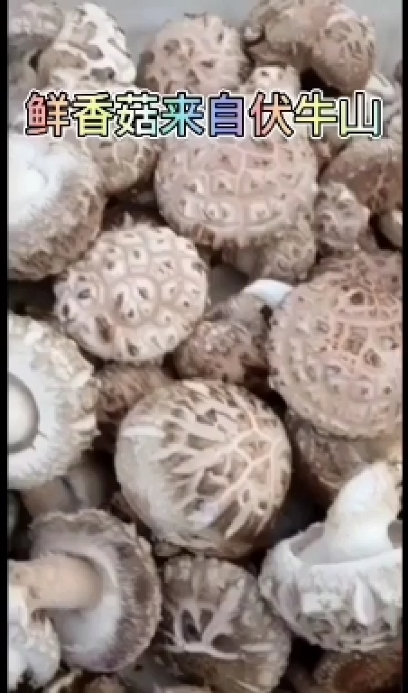 优质香菇绿色食品，帮助你提高生活质量，欢迎选购