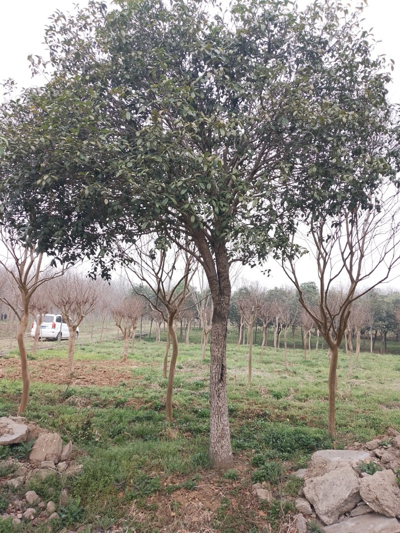 丛生桂花和高杆桂花（金桂）苗圃直销，全国发货