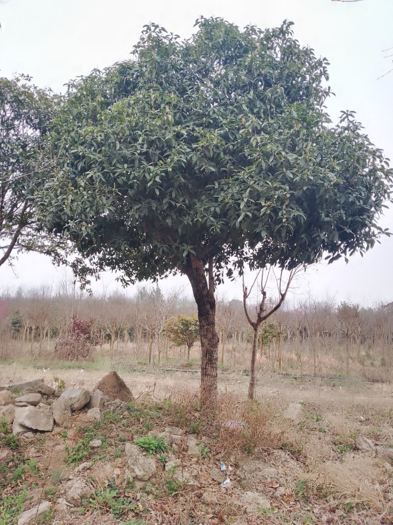 丛生桂花和高杆桂花（金桂）苗圃直销，全国发货