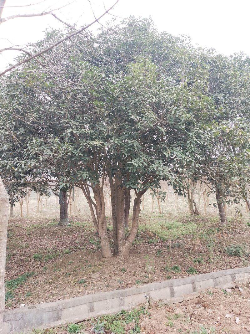 丛生桂花和高杆桂花（金桂）苗圃直销，全国发货