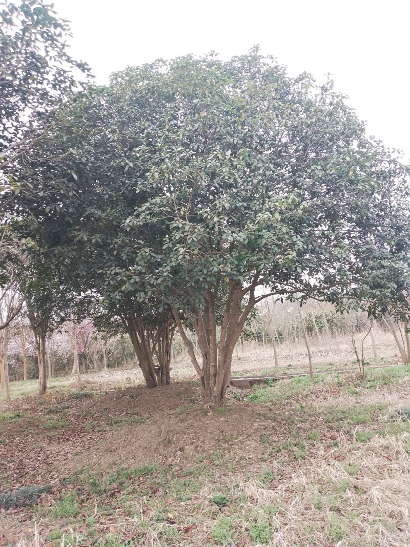 丛生桂花和高杆桂花（金桂）苗圃直销，全国发货