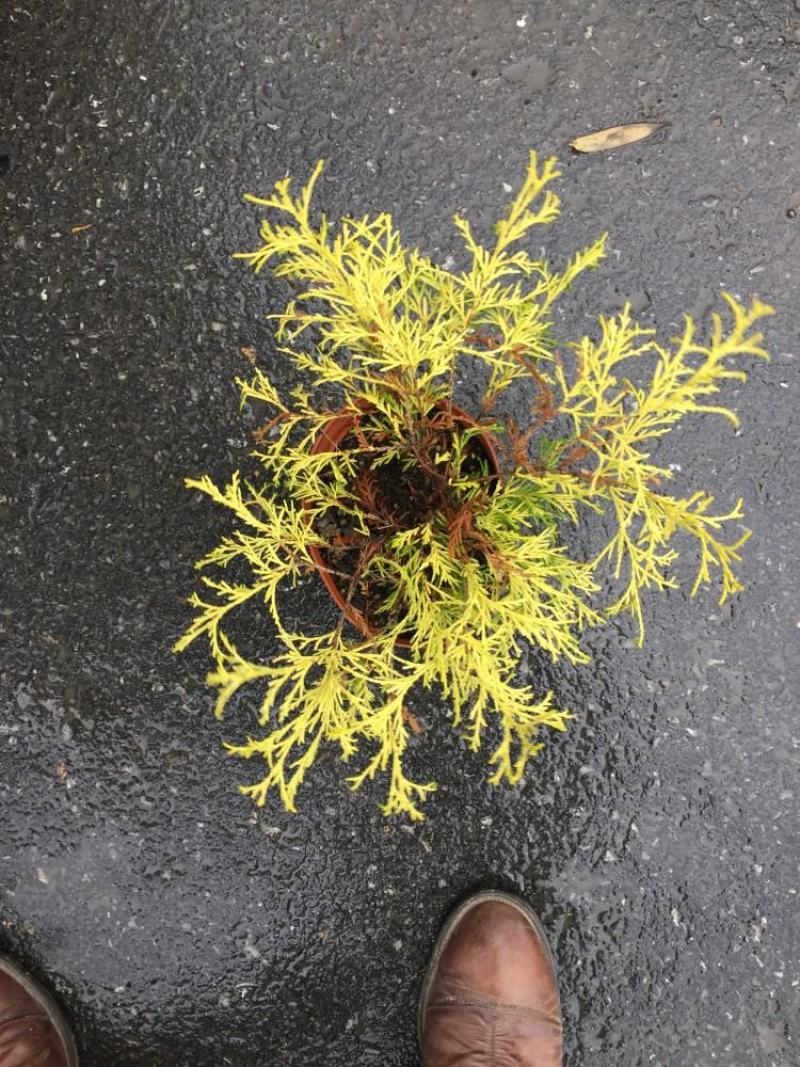 黄金花柏