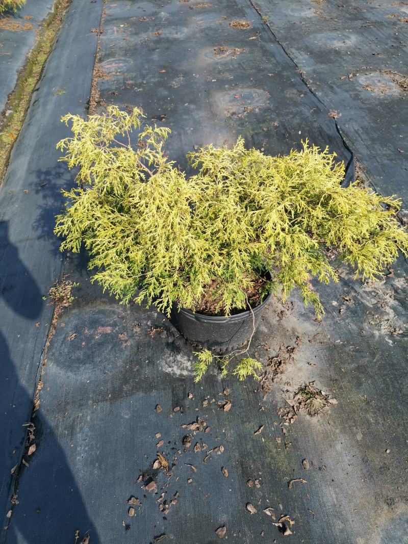 黄金花柏
