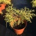 黄金花柏