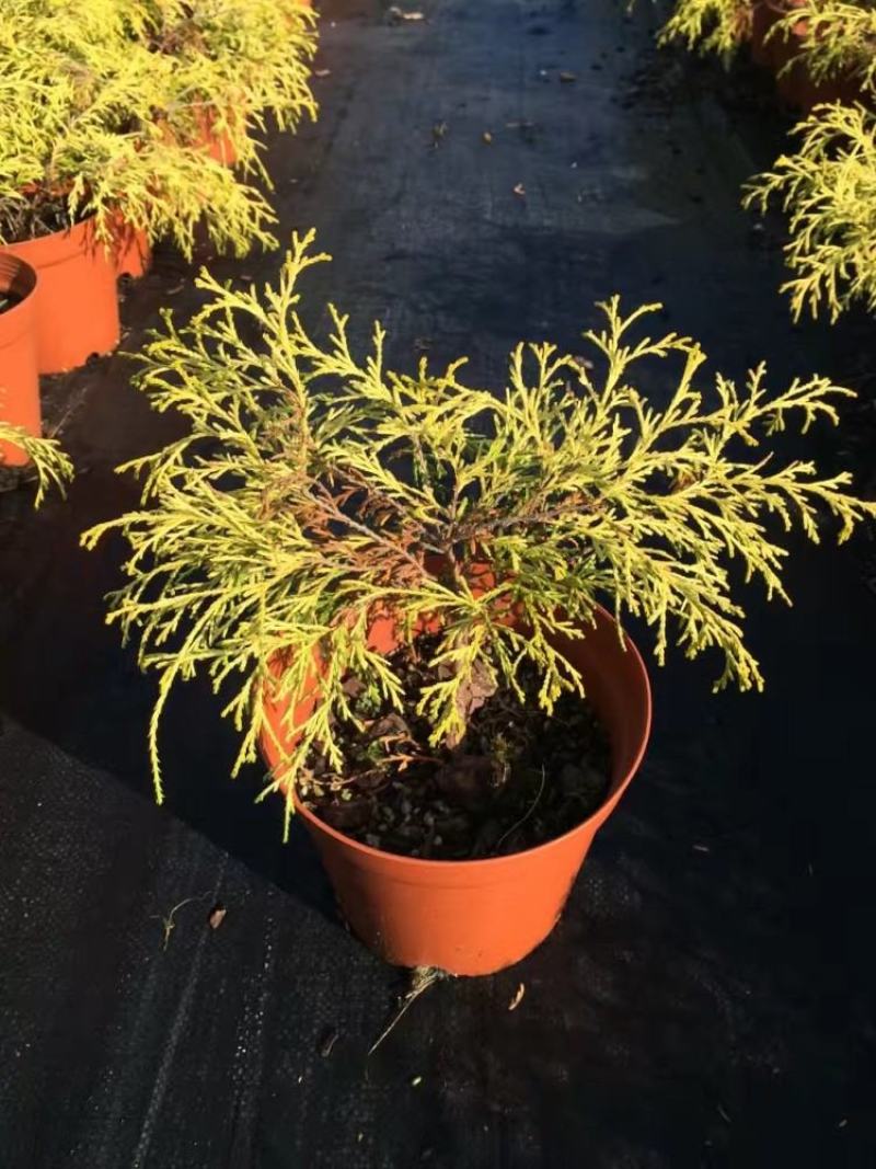 黄金花柏