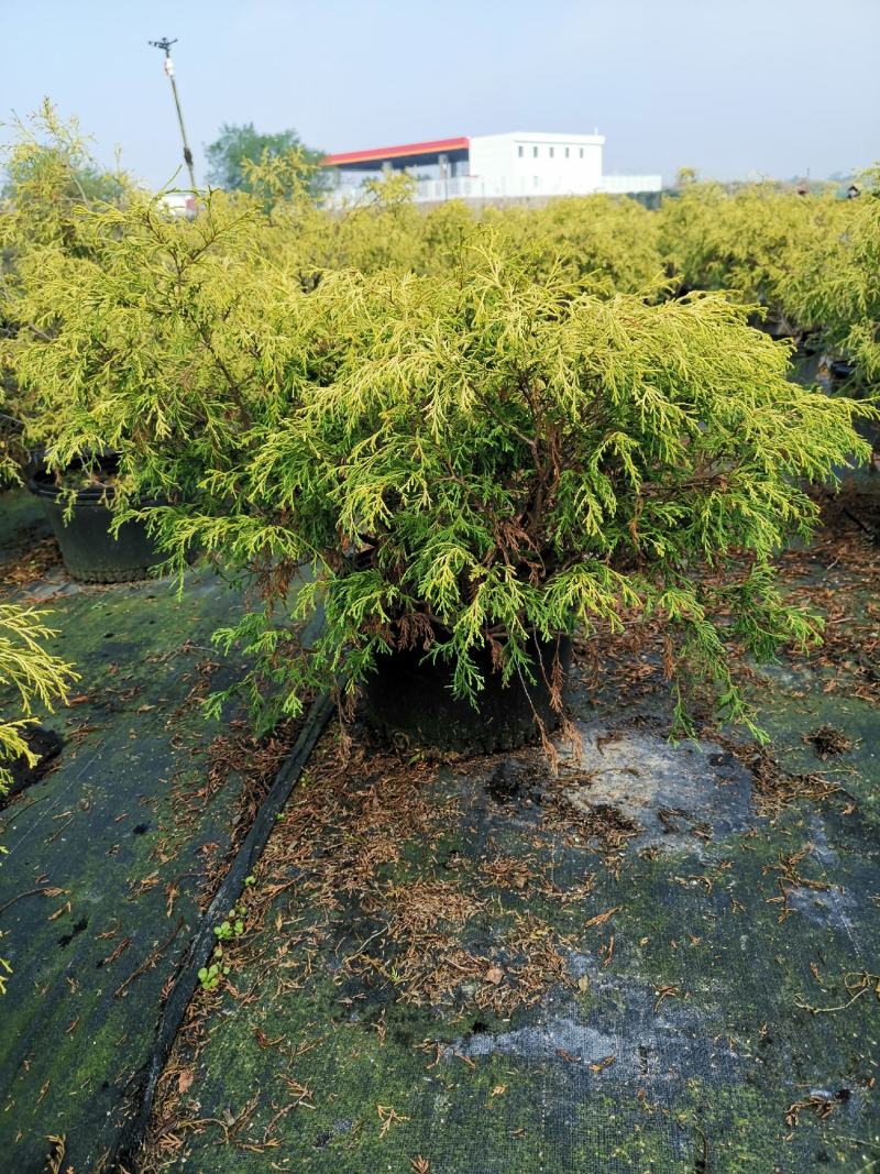 黄金花柏