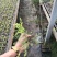 黄金花柏