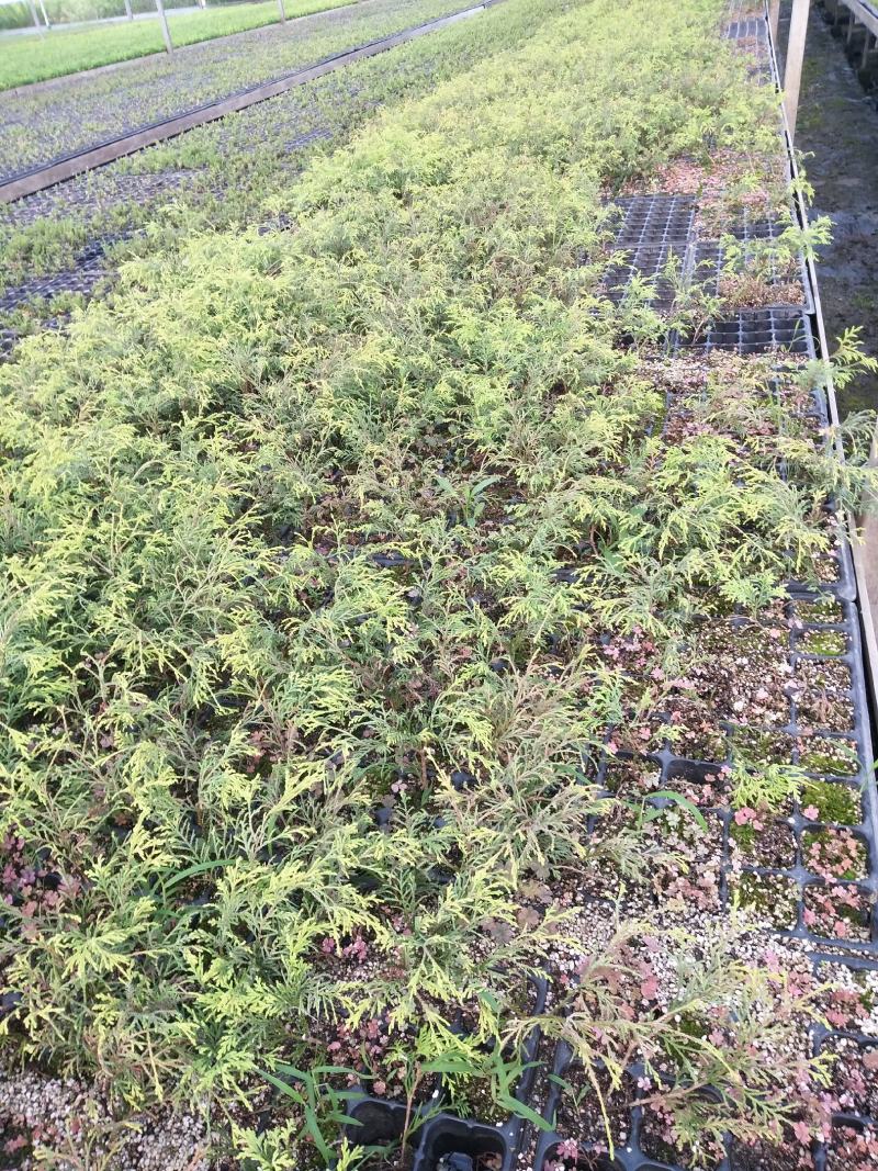 黄金花柏