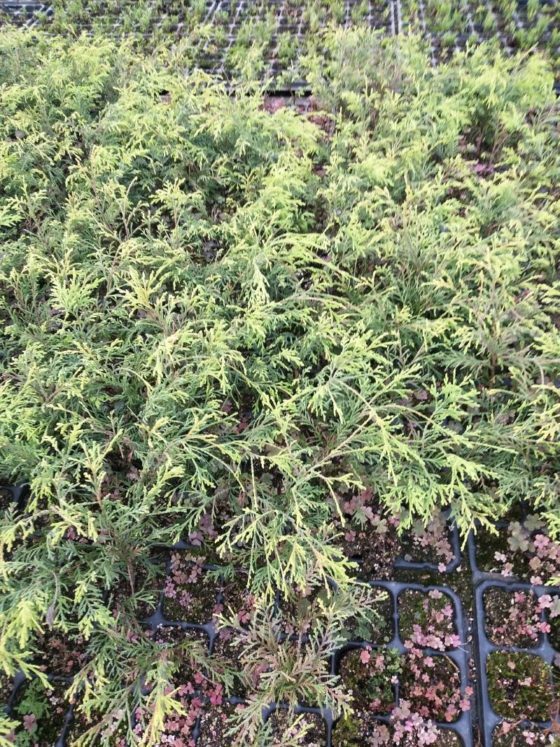 黄金花柏