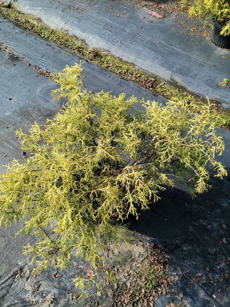 黄金花柏