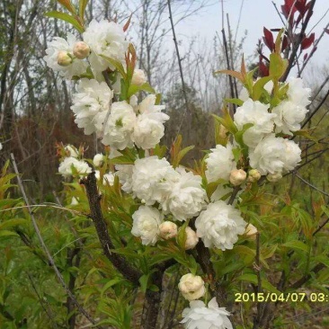 珍珠梅