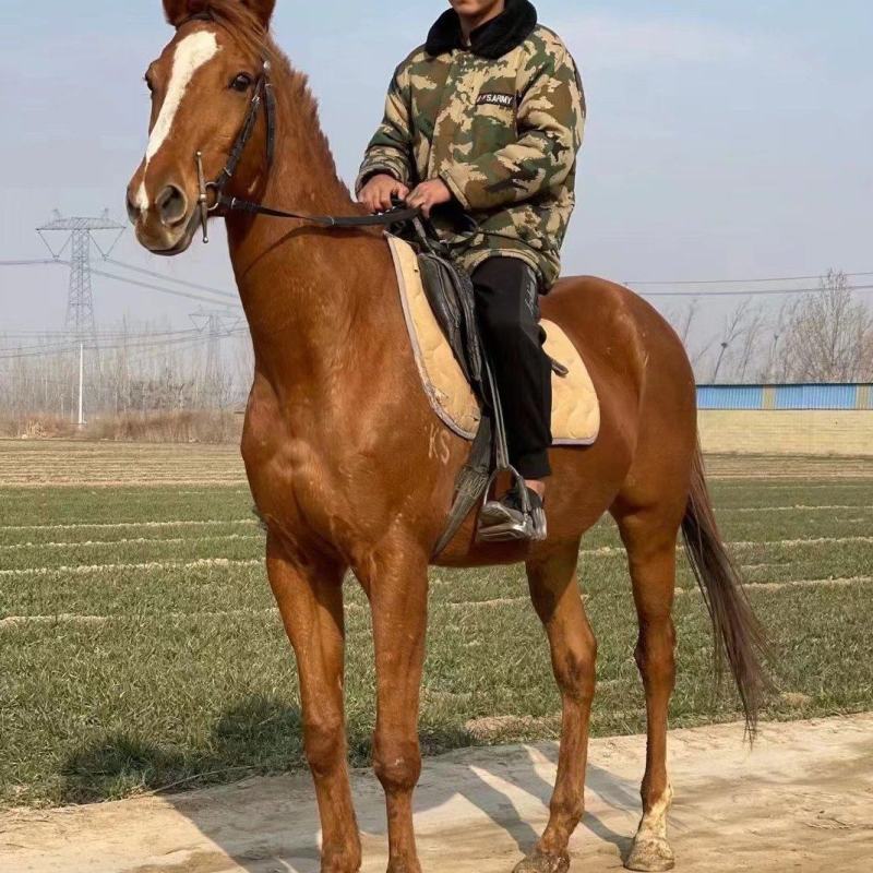 一匹也全国发货的半血马骑乘马，景区俱乐部，跑马场专用马