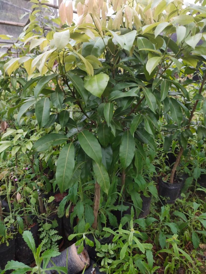 荔枝树苗正品嫁接仙进奉越州红桂花香荔枝岭丰糯冰荔发货包邮