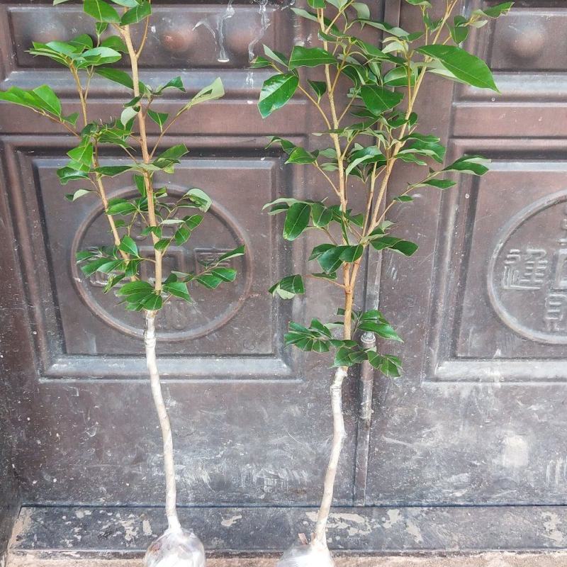 荔枝树苗正品嫁接仙进奉越州红桂花香荔枝岭丰糯冰荔发货包邮