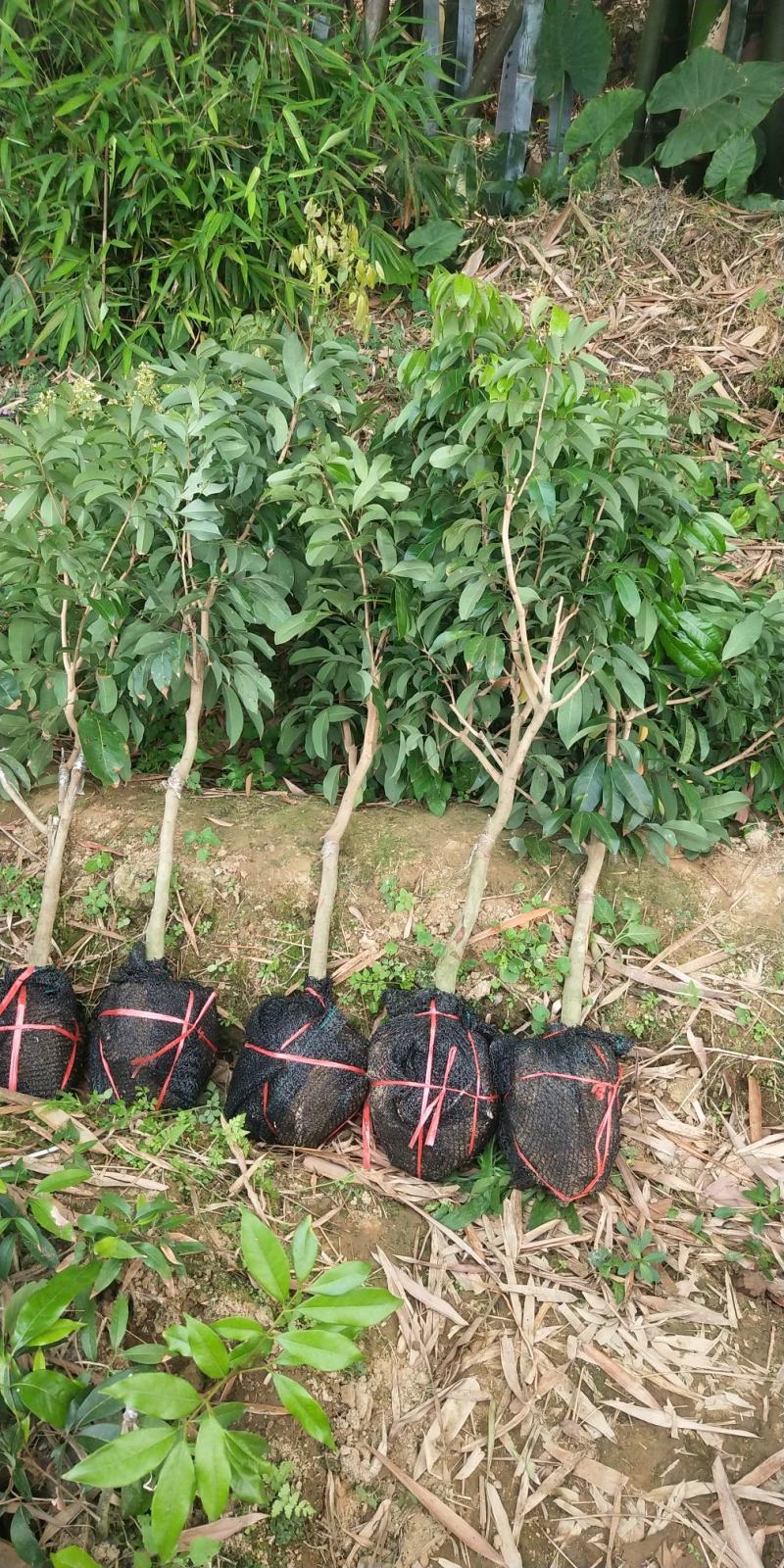 荔枝树苗正品嫁接仙进奉越州红桂花香荔枝岭丰糯冰荔发货包邮