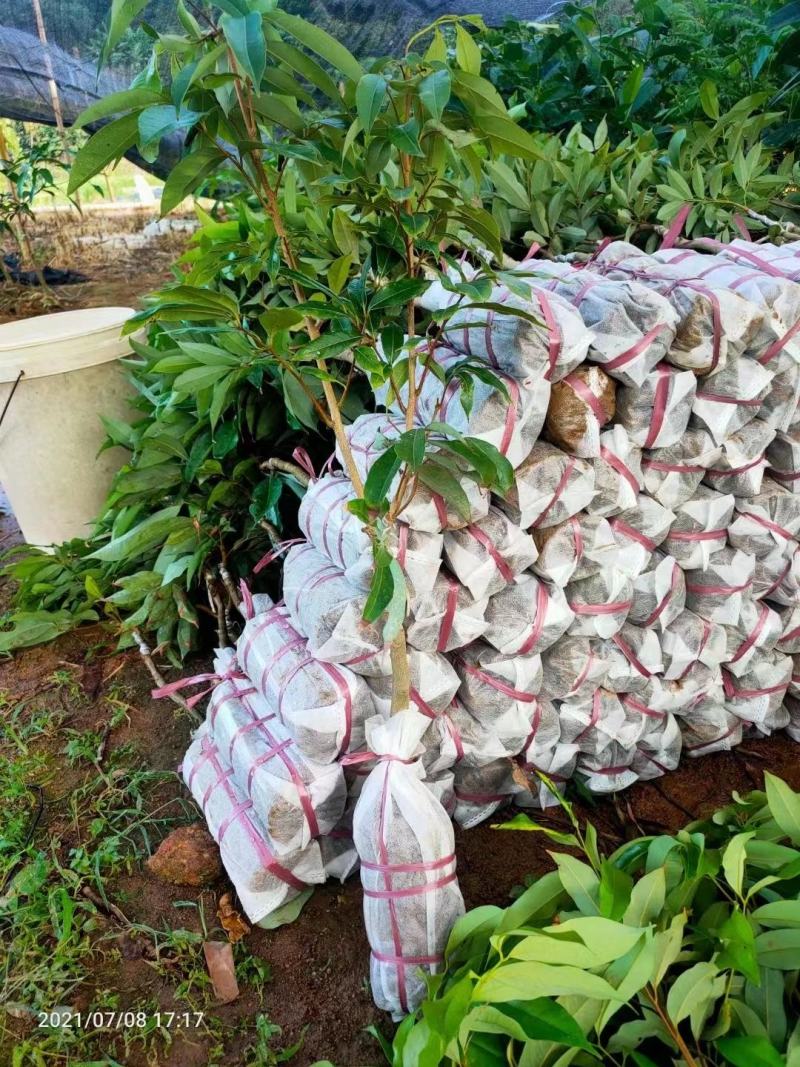 荔枝树苗正品嫁接仙进奉越州红桂花香荔枝岭丰糯冰荔发货包邮