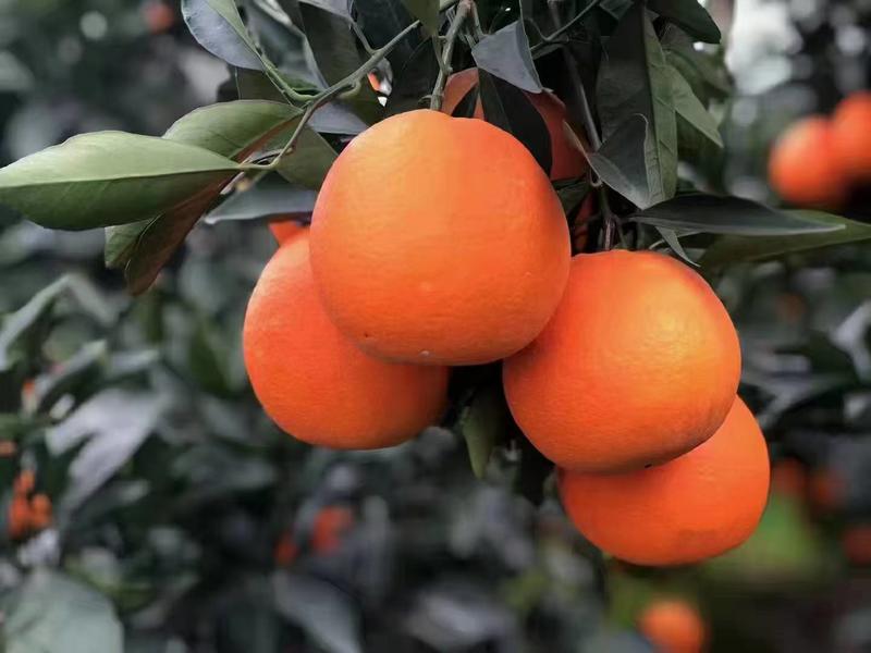 纽荷尔脐橙，果面干净，味道纯甜，产地大量供货，也可提供加