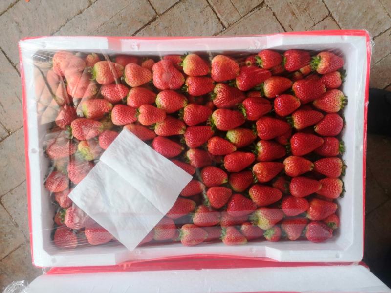 安徽奶油草莓天仙醉大量上市可对接商超可开发票