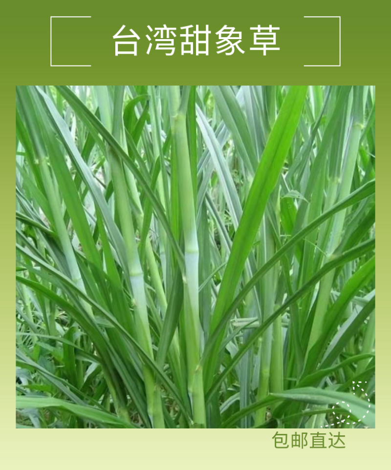 甜象草种节特价款