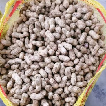 精品鲜花生，货源充足，基地直供，保质保量，代发全国。