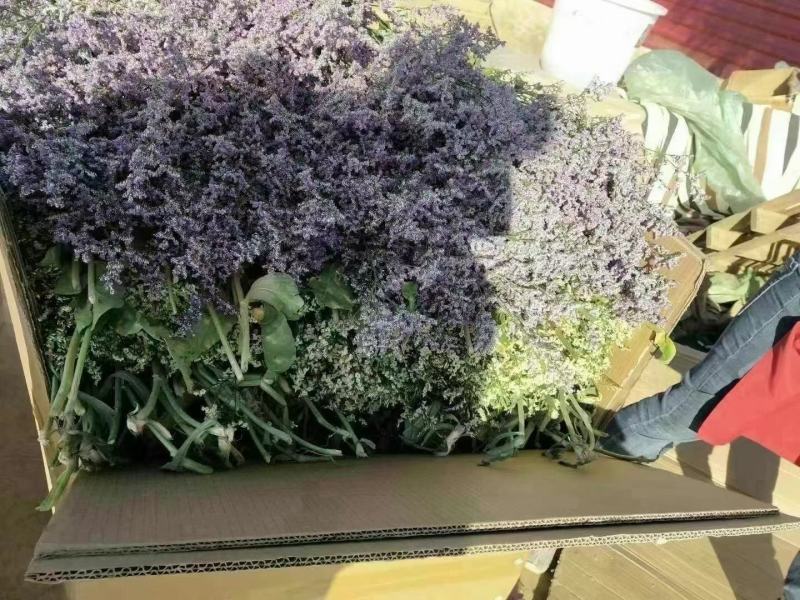 云南十八怪：鲜花称斤卖。一手货源，货量充足品质保证
