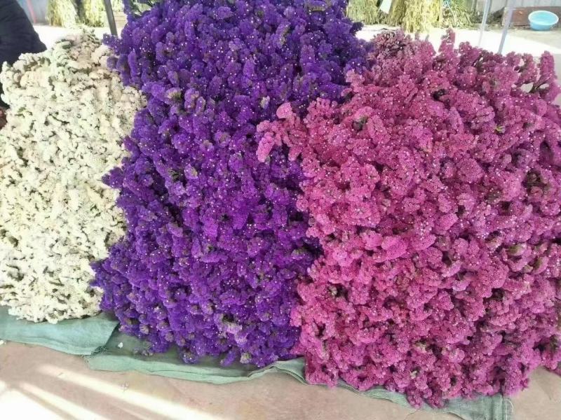 云南十八怪：鲜花称斤卖。一手货源，货量充足品质保证