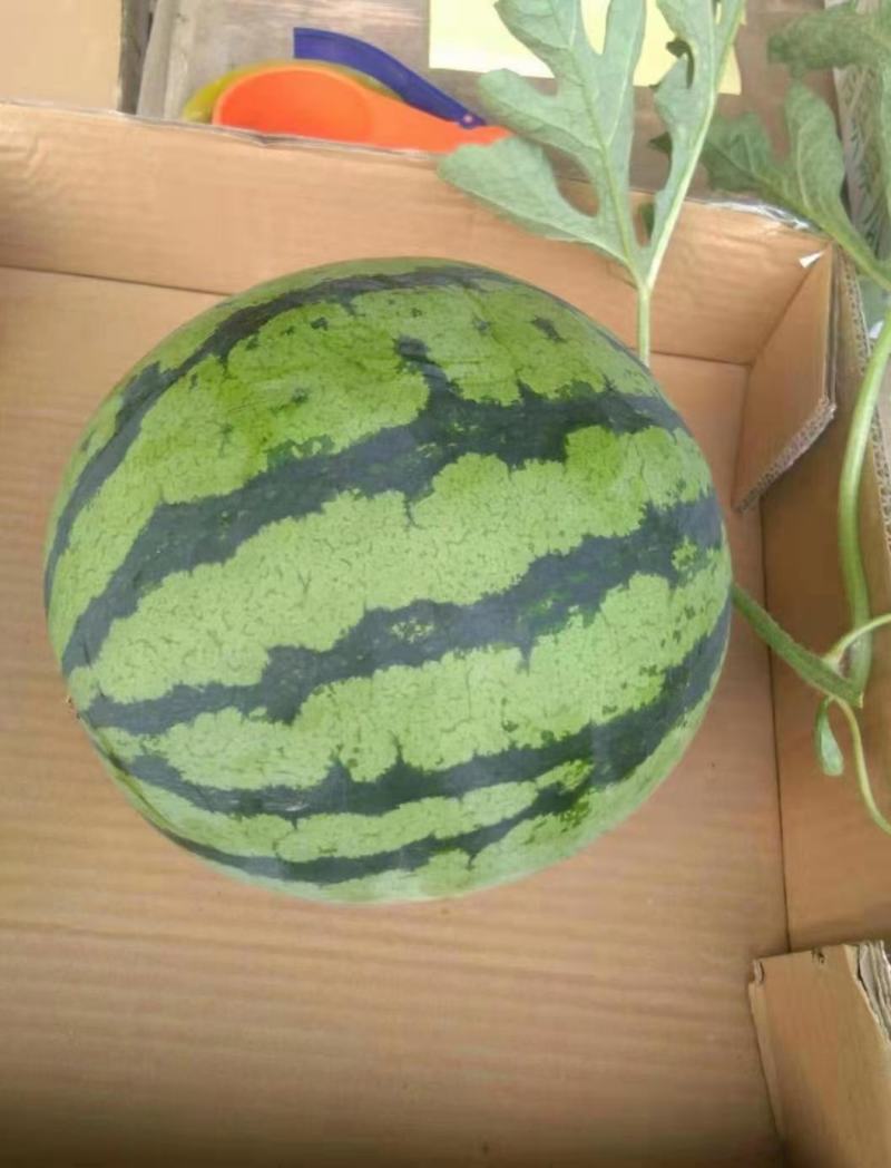 精品鲜西瓜，美都，8424，甜王，黑美人，龙卷风等
