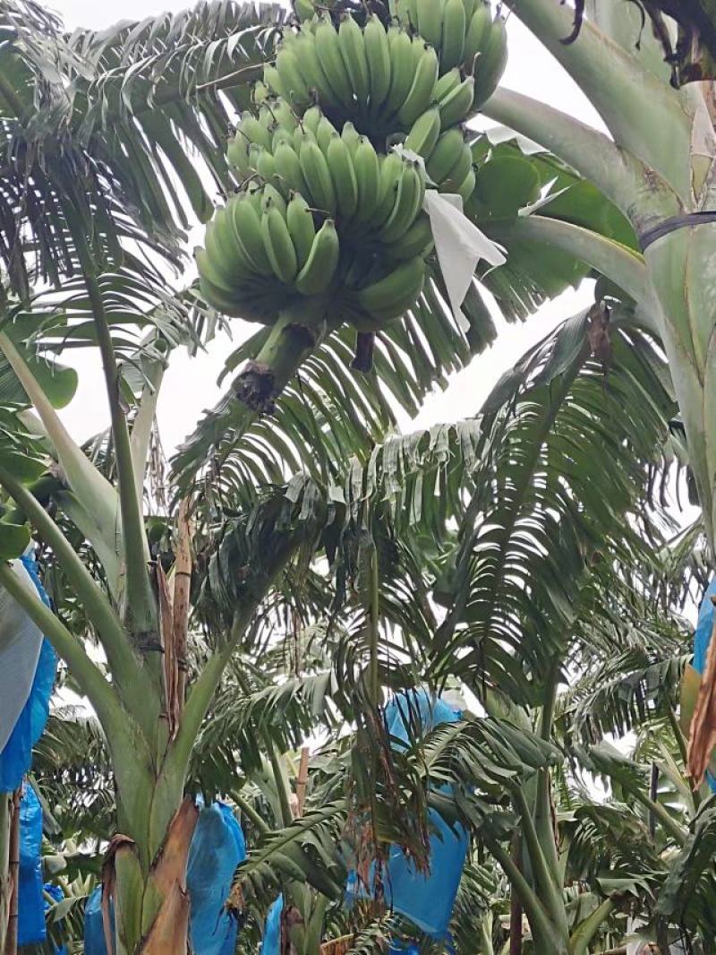 广东省湛江市粉蕉皇帝蕉香蕉产地直发货量充足量大从优