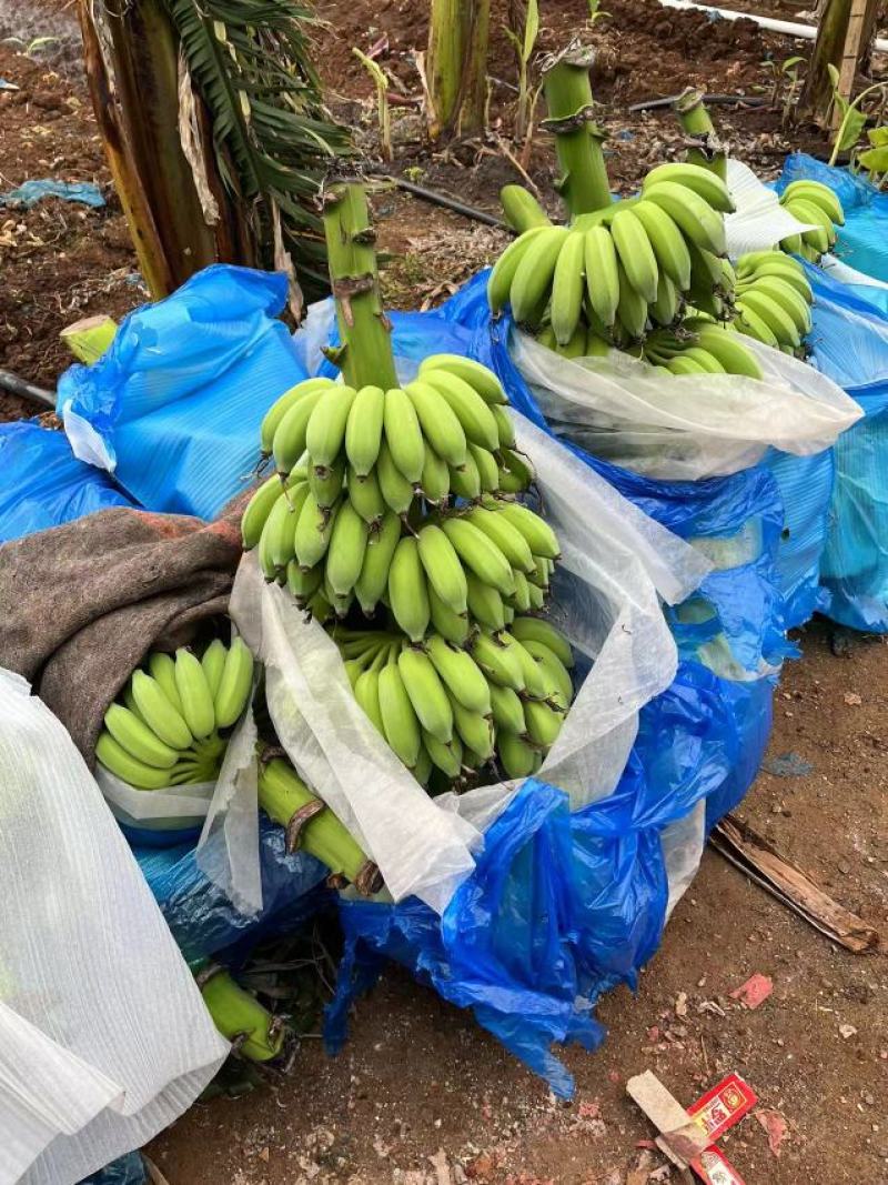 广东省湛江市粉蕉皇帝蕉香蕉产地直发货量充足量大从优