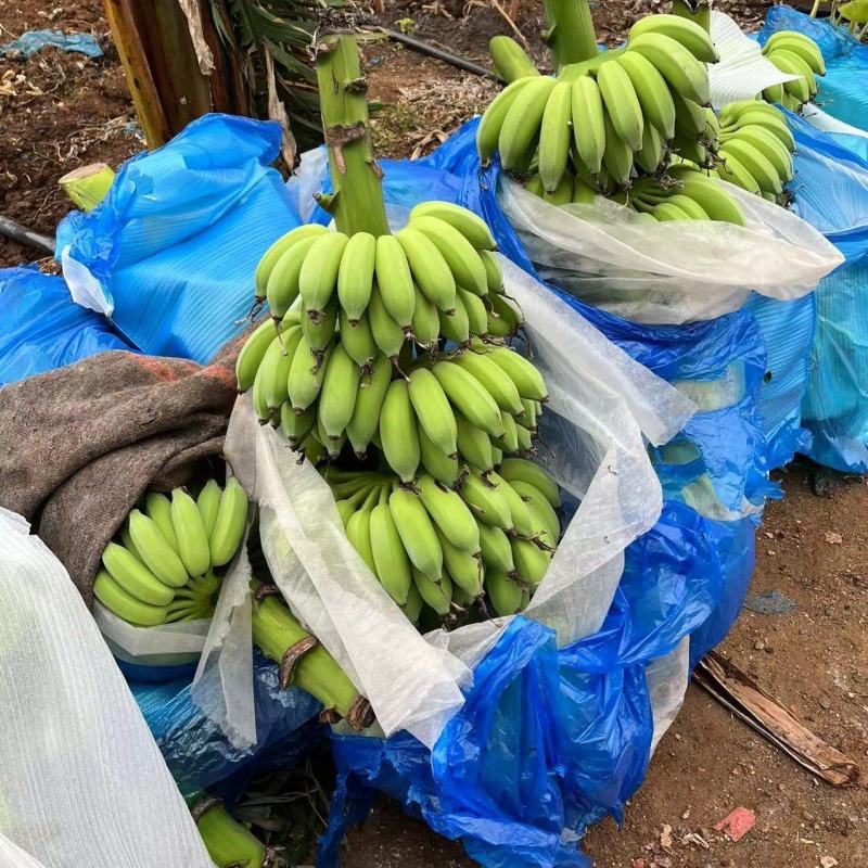 广东省湛江市粉蕉皇帝蕉香蕉产地直发货量充足量大从优