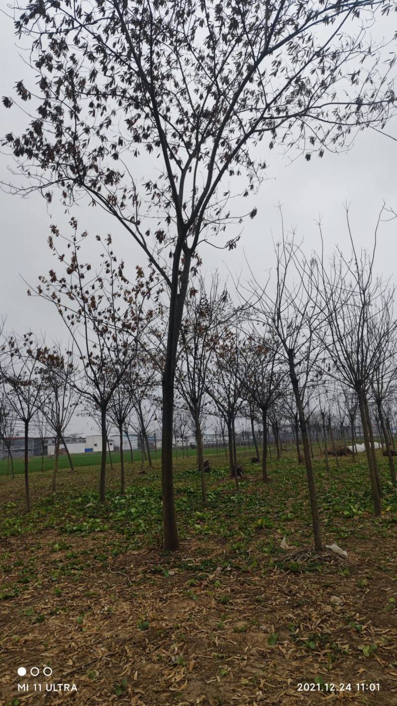 【牛商热卖】合欢树基地直供欢迎客商考察参观对接批发商
