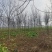 【牛商热卖】合欢树基地直供欢迎客商考察参观对接批发商