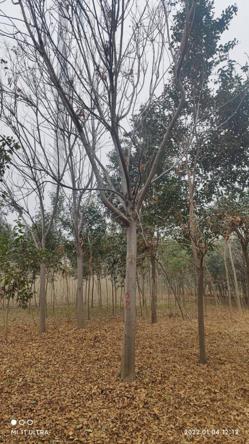 【牛商热卖】合欢树基地直供欢迎客商考察参观对接批发商