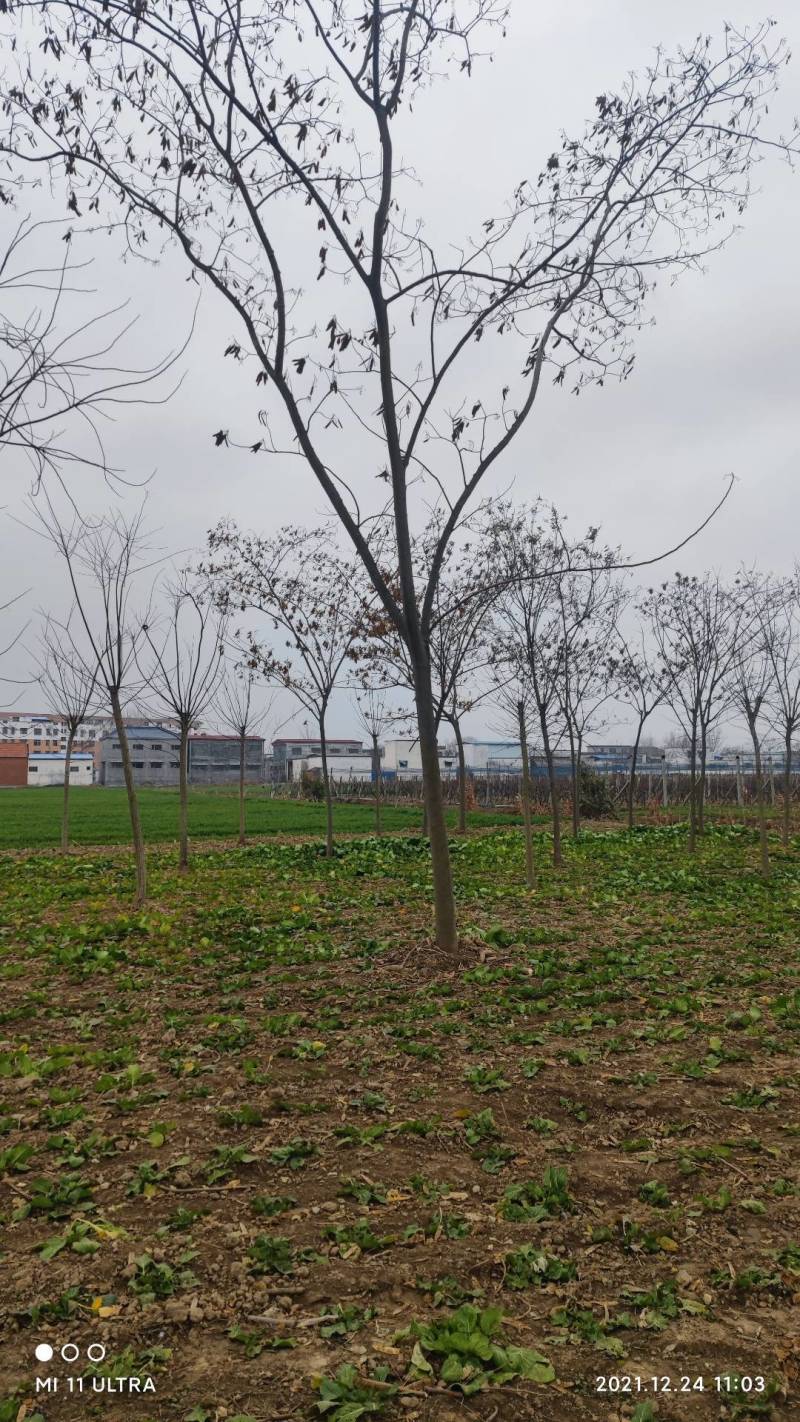 【牛商热卖】合欢树基地直供欢迎客商考察参观对接批发商