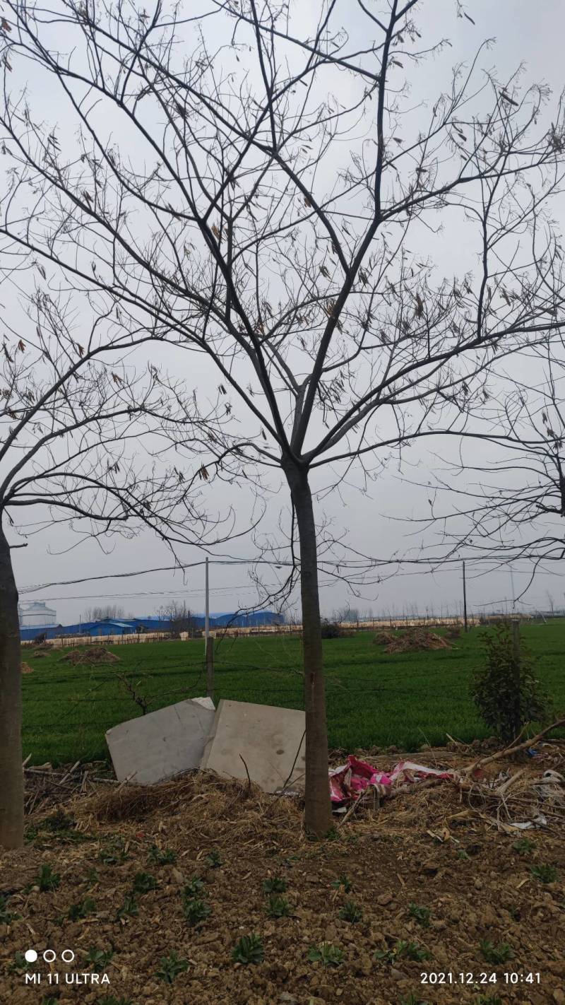 【牛商热卖】合欢树基地直供欢迎客商考察参观对接批发商