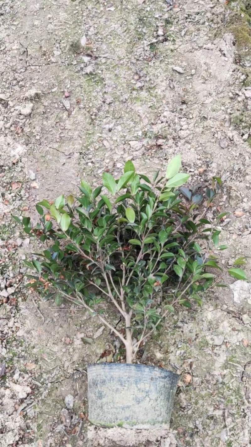 茶梅大筒
