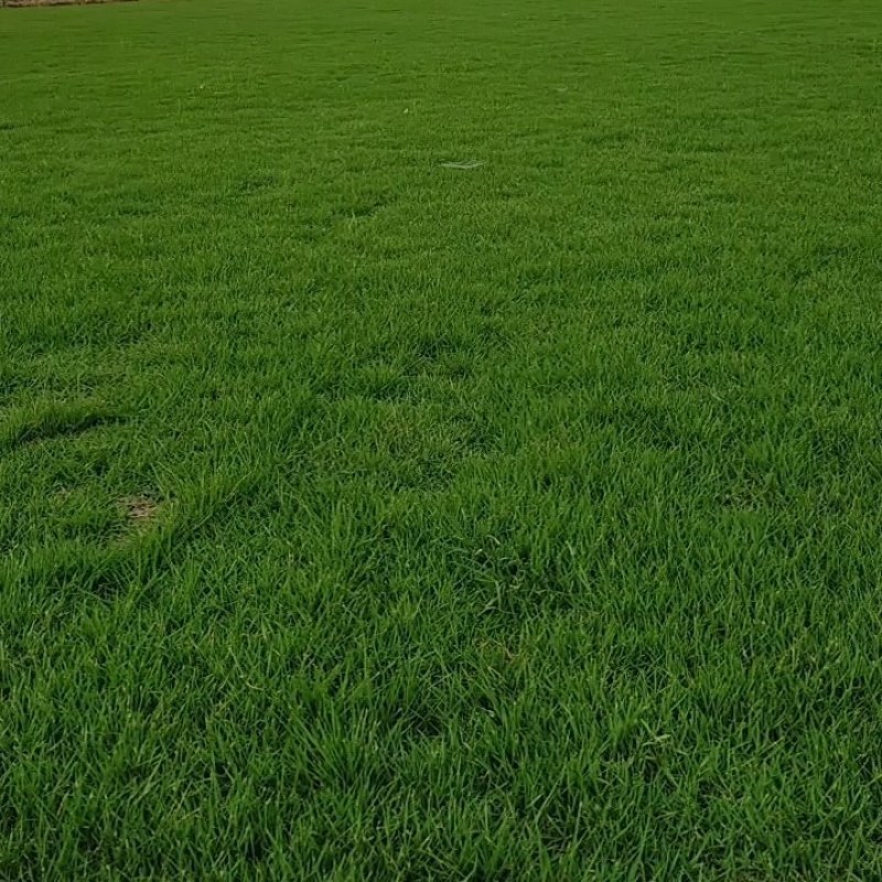 广东，惠州市，博罗县，柏塘镇，洋景村，马尼拉草皮