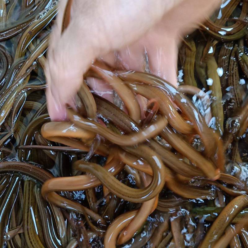 黄鳝苗，正大九号黄鳝苗，华丰九号，量大可以免费送货等您来