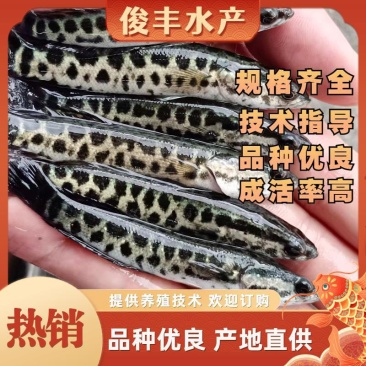 山东公正交黑鱼苗、花鱼苗、生鱼苗场地直供、技术服务到位