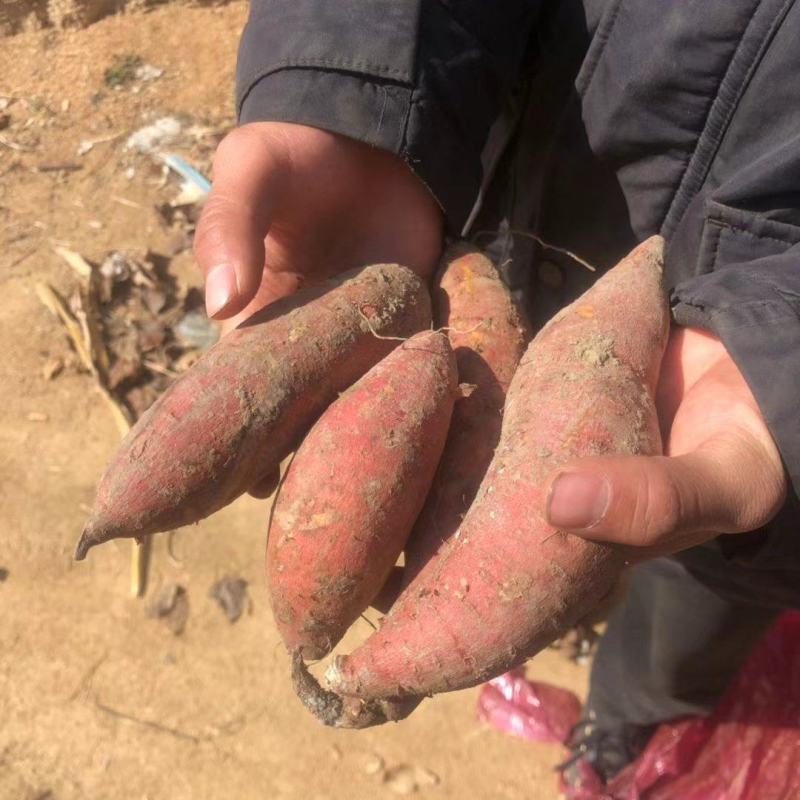 红薯种植基地，货源充足。价格不高。产地直销。全国发货