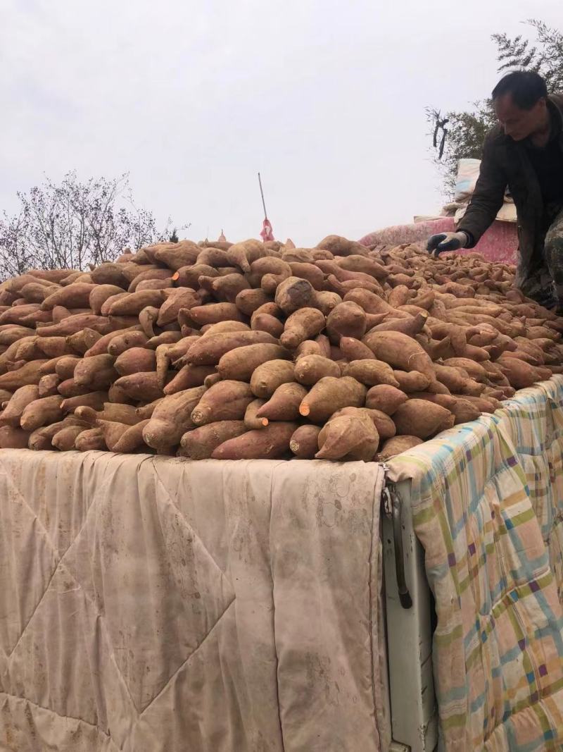 红薯种植基地，货源充足。价格不高。产地直销。全国发货