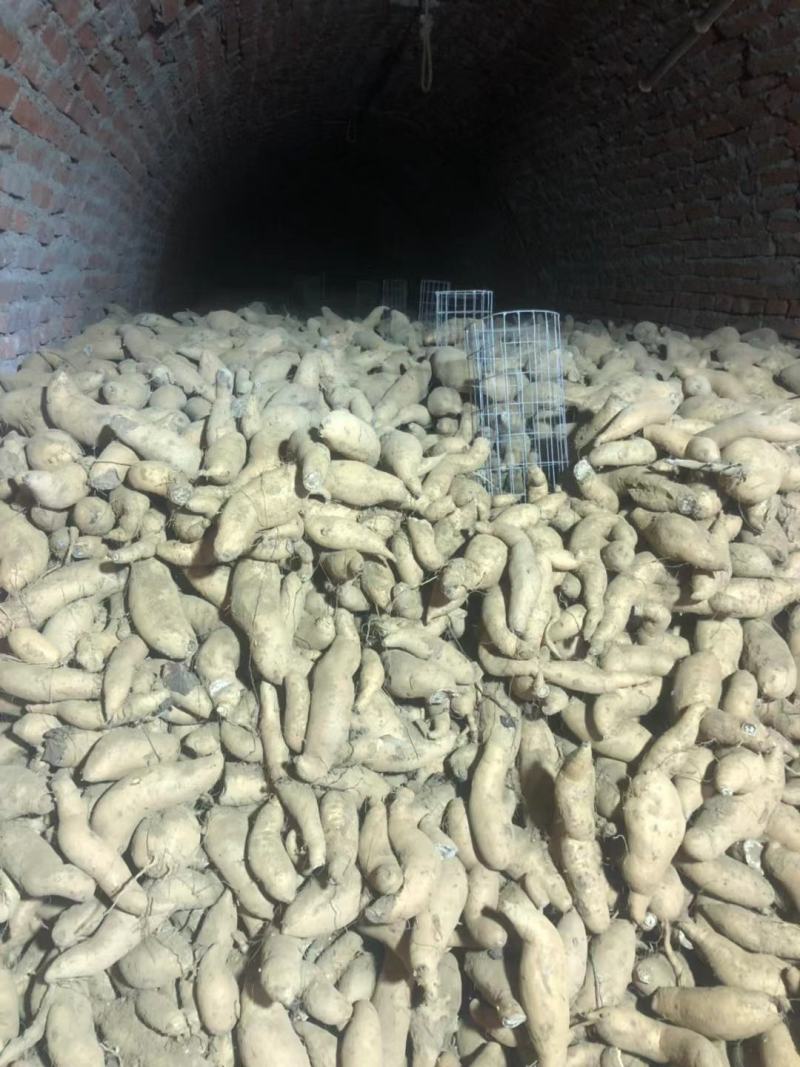 红薯种植基地，货源充足。价格不高。产地直销。全国发货