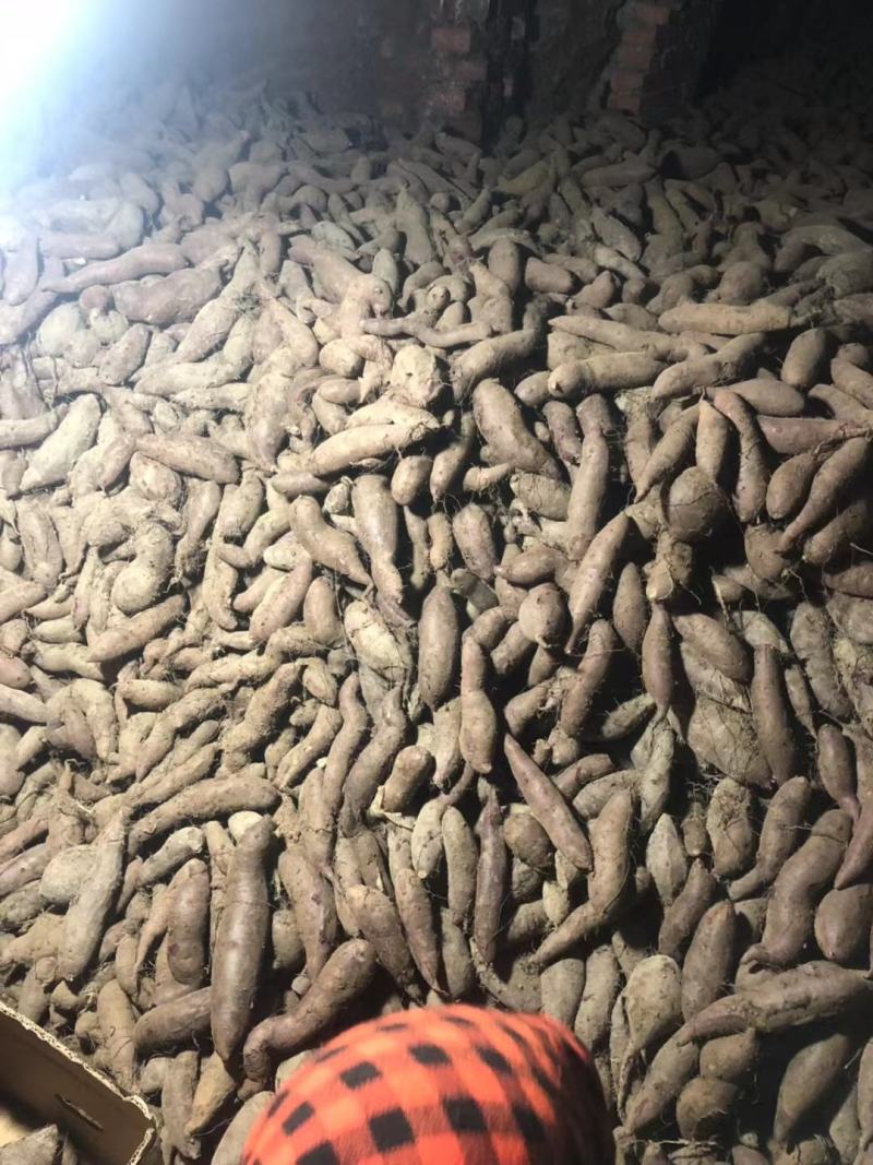 红薯种植基地，货源充足。价格不高。产地直销。全国发货