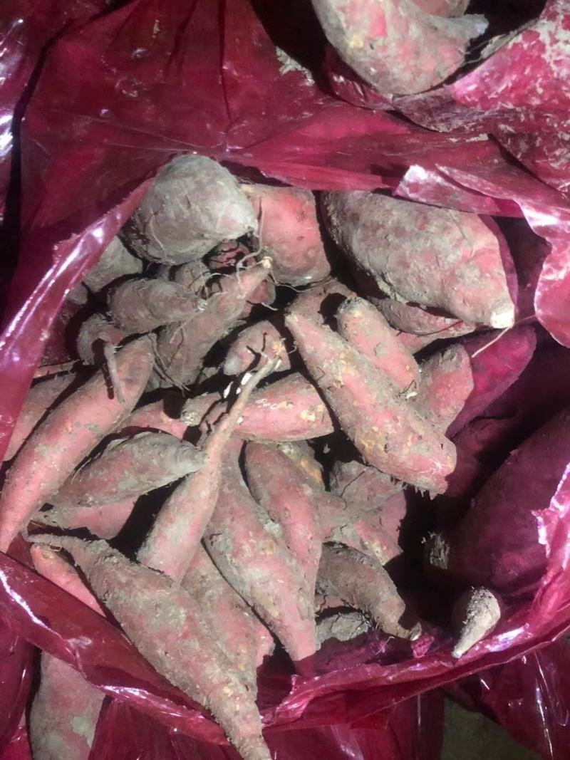 红薯种植基地，货源充足。价格不高。产地直销。全国发货