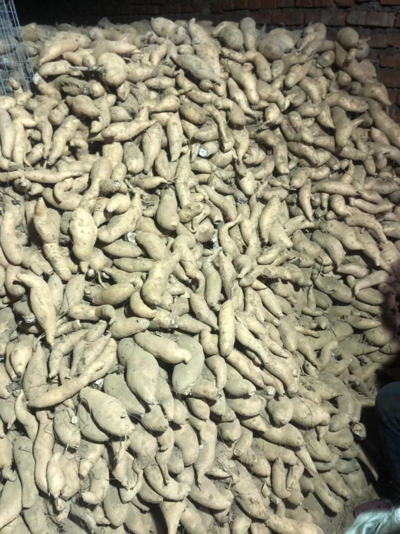 红薯种植基地，货源充足。价格不高。产地直销。全国发货