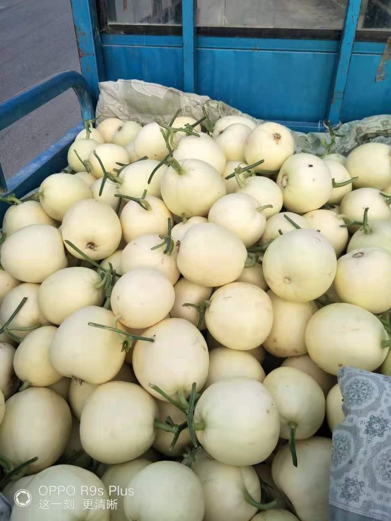 砀山精品甜瓜新鲜上市，货源充足，诚信经营，价格美丽