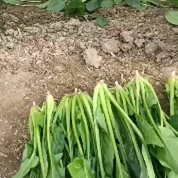 大量批发菠菜
